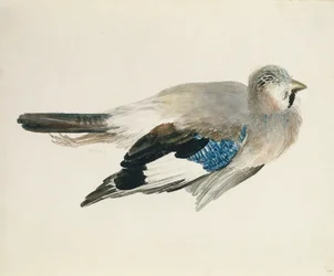 Eichelhäher, aus dem Farnley Buch der Vögel, ca. 1816