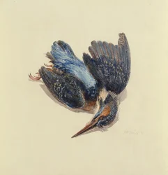 Eisvogel, aus dem Farnley Buch der Vögel, ca. 1816