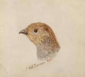 Rebhuhn, aus The Farnley Book of Birds, ca. 1816