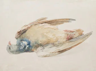 Taube, aus dem Farnley-Buch der Vögel, ca. 1816