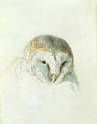 Weiße Schleiereule, aus The Farnley Book of Birds, ca. 1816