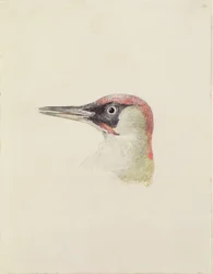 Specht, aus dem Farnley Buch der Vögel, ca. 1816