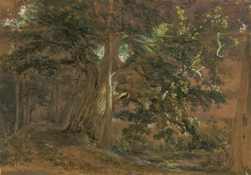 Waldinneres bei Lundenburg (Ahorngruppe an einem Gebirgssee)