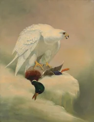 Gerfalke und Stockente