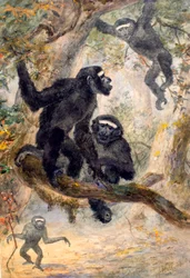 Hoolock-Gibbon, 1869