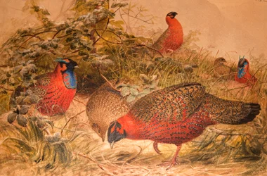 Horntragopan (Ceriornis satyra), um 1851-76