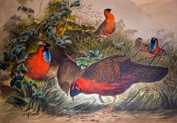 Horned Tragopan, 1861