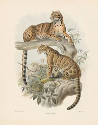 Marmorierte Katze (Felis diardi)