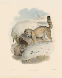 Manul (Felis manul)
