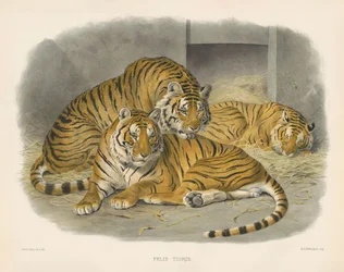 Königlicher Bengalischer Tiger (Felis tigris)