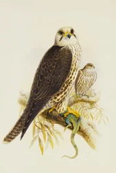 Sakerfalke
