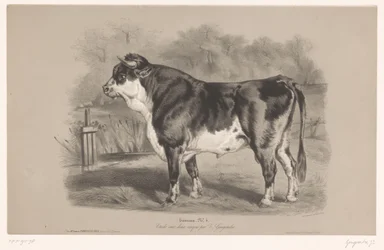 Stier auf einer Weide