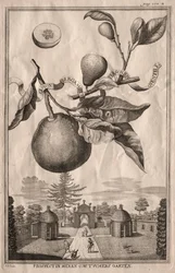 Nürnbergische Hesperides: Limon bergamotto personzin gientile, 1714