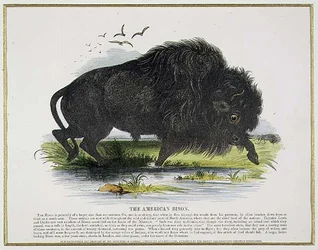Der amerikanische Bison, Bildungsillustration veröffentlicht von der Society for Promoting Christian Knowledge