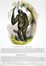 Der Orang-Utan (Pithecus satyrus)