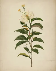 Elegante Botanische Blüte