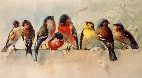 Vögel