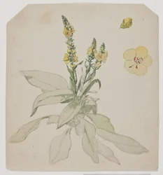 Blühender Königskerze (Verbaserum)