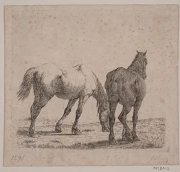 Zwei Pferde