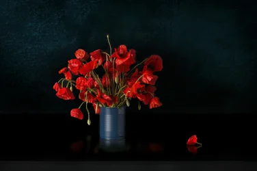 Dramatische Rote Mohnblumen