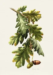 Botanische Eichel der Eiche