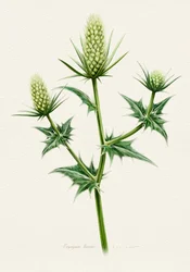 Botanische Seeholly
