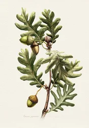 Pyrenäen-Eiche Botanische Kunst