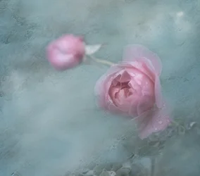 Träumende Rosa Rosen