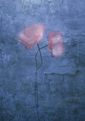 Sanfte Rosa Mohnblumen