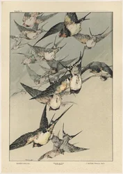Vögel, Tafel 5 aus 
