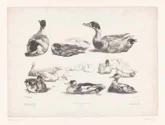 Studien von Gruppen liegender Enten