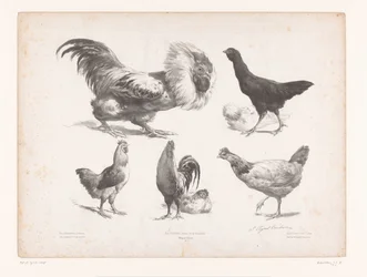 Studien von verschiedenen Hühnerarten Tierstudien Petites études d