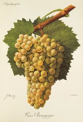 Gros Bourgogne-Traube