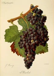 Merlot Traube von J. Troncy