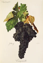 Tempranillo Traube von J. Troncy