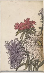 Chrysanthemen