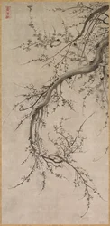 Prunus, 17. Jahrhundert