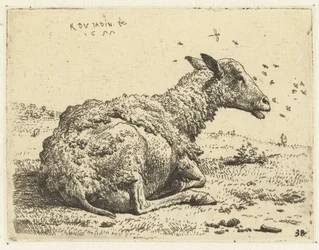 Liegendes Schaf mit Fliegen