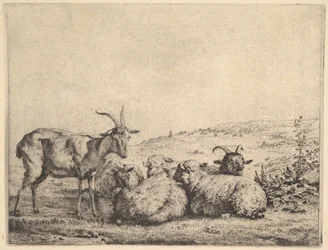 Zwei Ziegen und drei Schafe, 1655