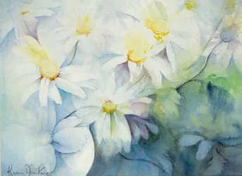 Gänseblümchen, Shasta