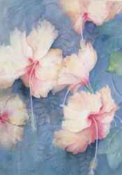 Hibiskus, apricot