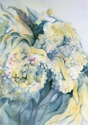 Hortensie Particulata