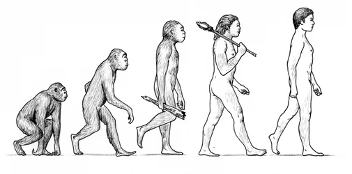 Evolution des Menschen