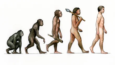 Evolution des Menschen