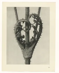 Pflanzenstudien Urformen der Kunst: fotografische Pflanzenbilder (Serientitel)