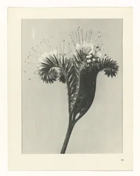 Pflanzenstudie Urformen der Kunst (Serientitel)