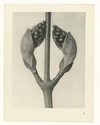 Pflanzenstudie Urformen der Kunst (Serientitel)