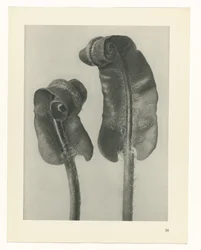 Pflanzenstudie Urformen der Kunst (Serientitel)