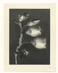 Pflanzenstudie Urformen der Kunst (Serientitel)