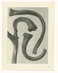 Pflanzenstudie Urformen der Kunst (Serientitel)
